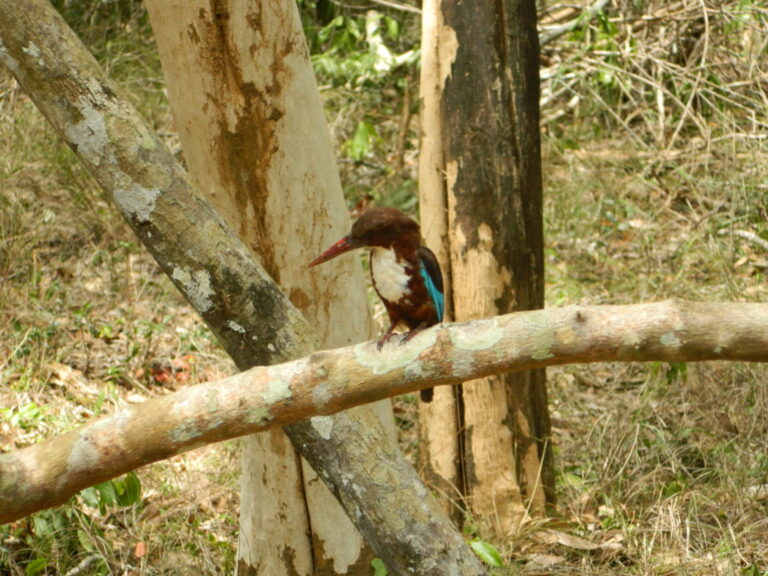 White-throated Kingfisher