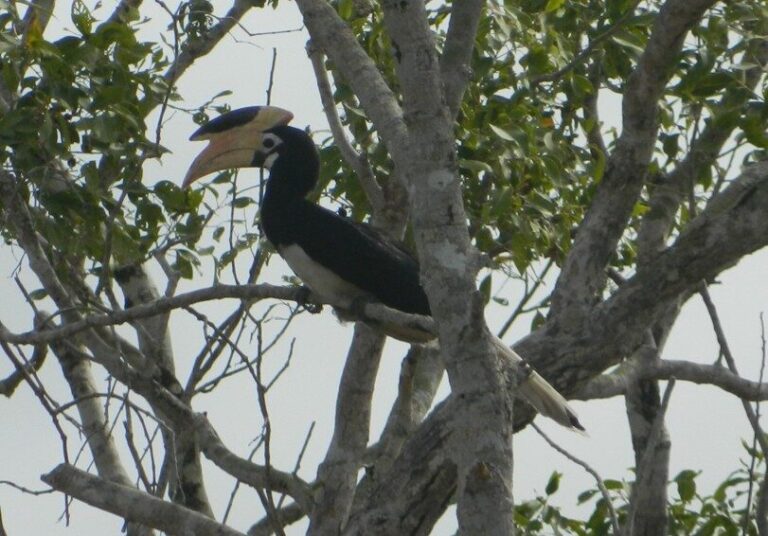 Malabar Pied Hornbill