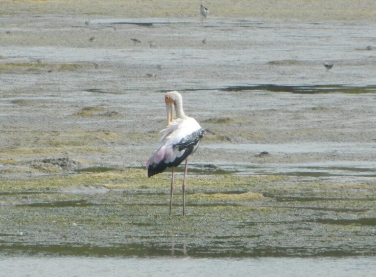 Painted Stork