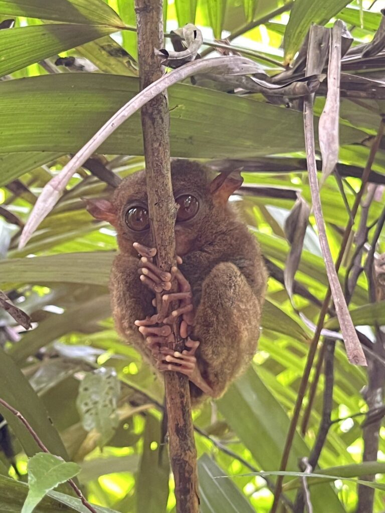 Philippine Tarsier