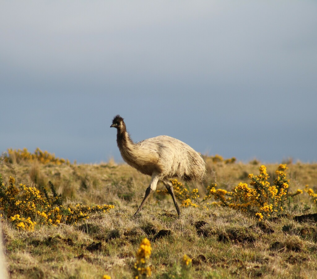 Emu