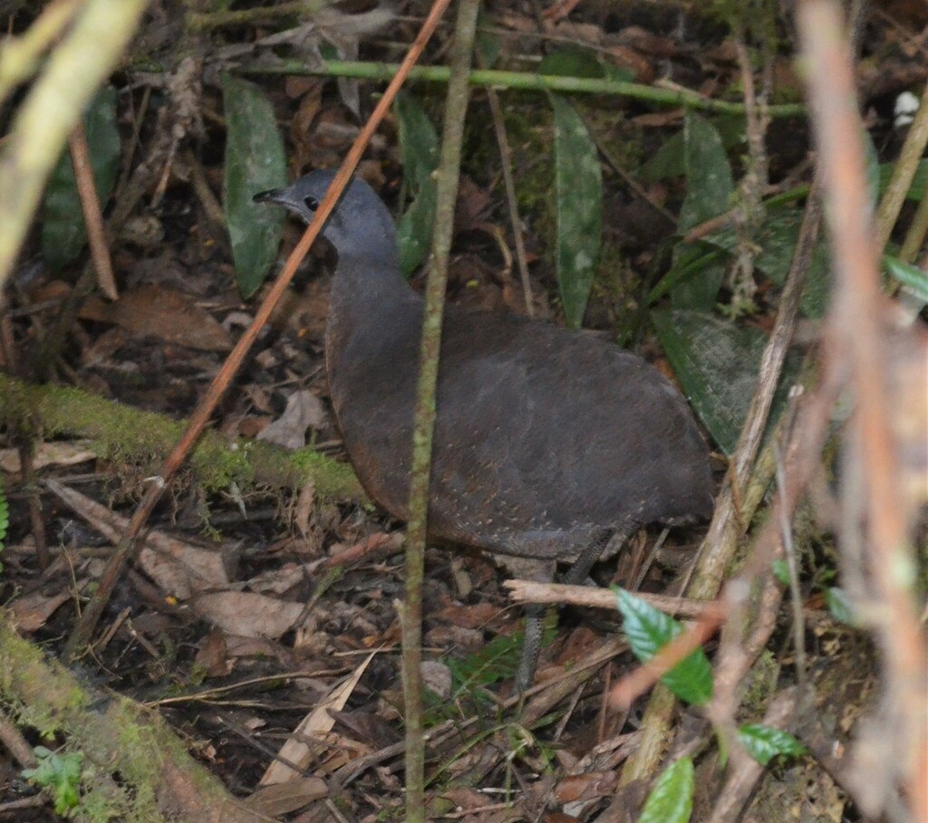 Hooded Tinamou