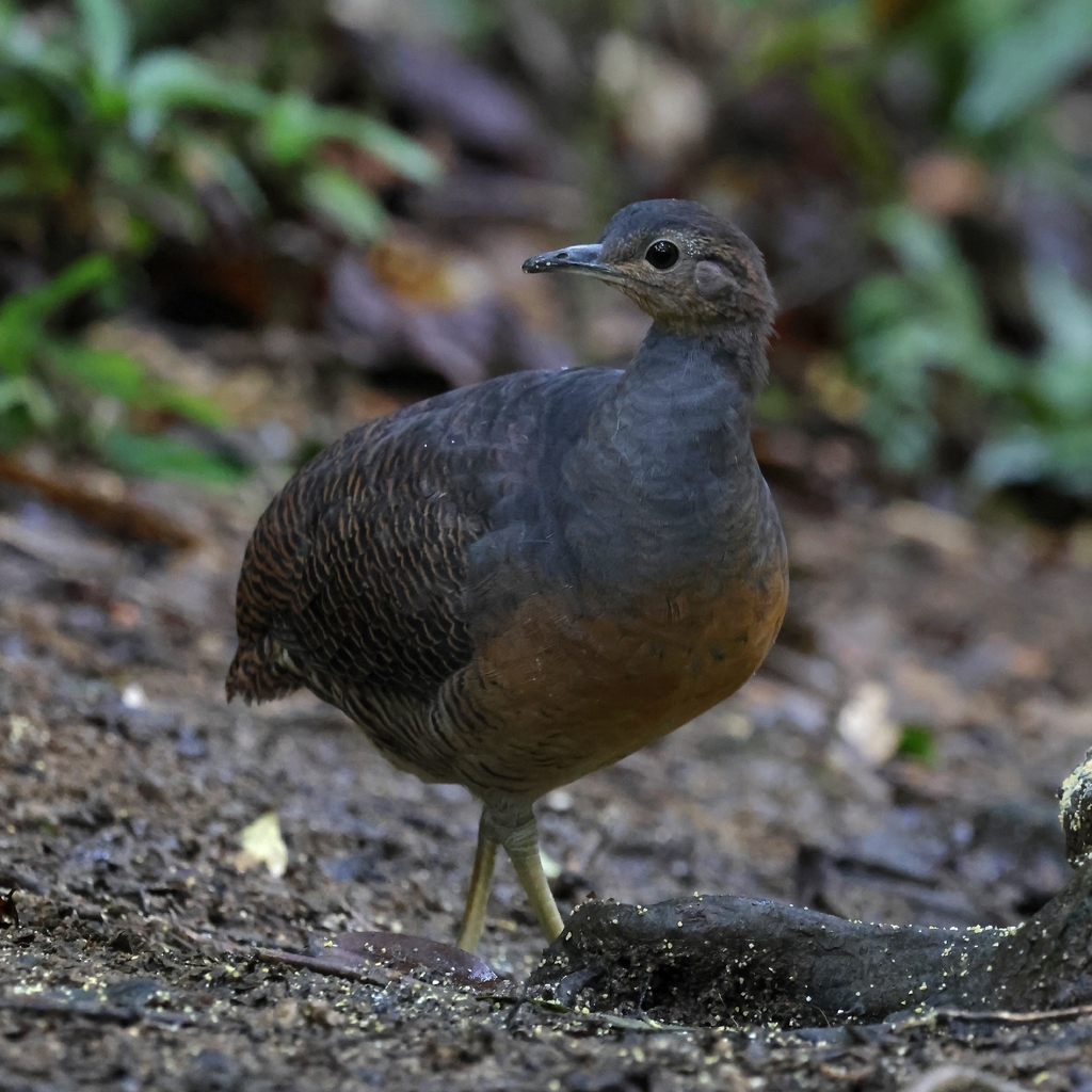 Yellow-legged Tinamou