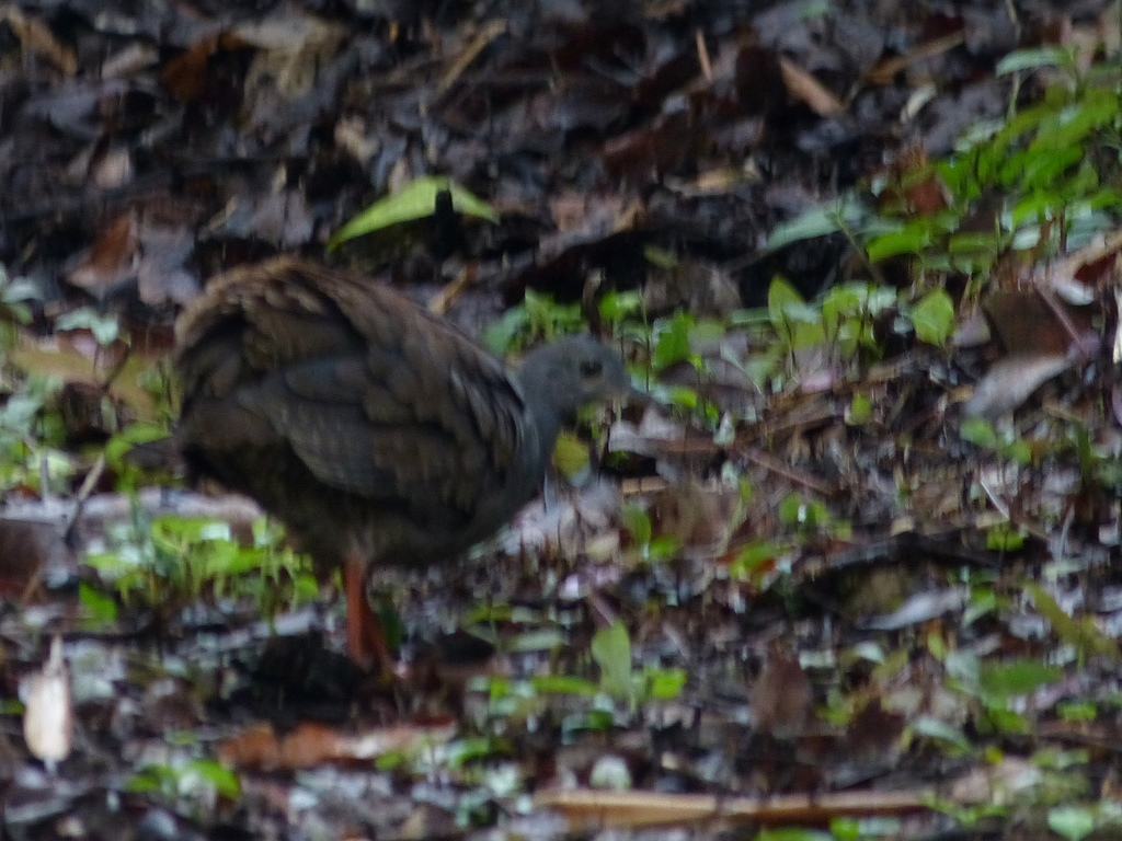 Slaty-breasted Tinamou