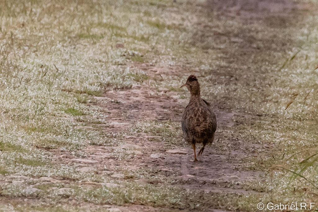 Huayco Tinamou