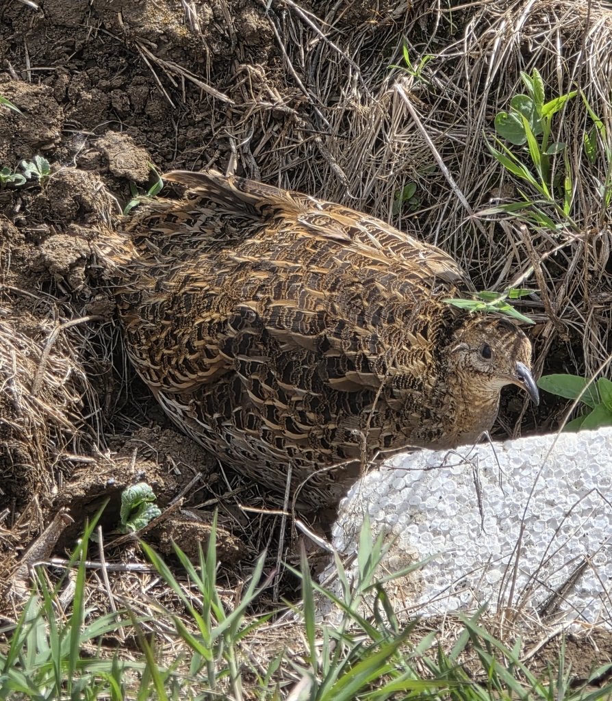 Chilean Tinamou