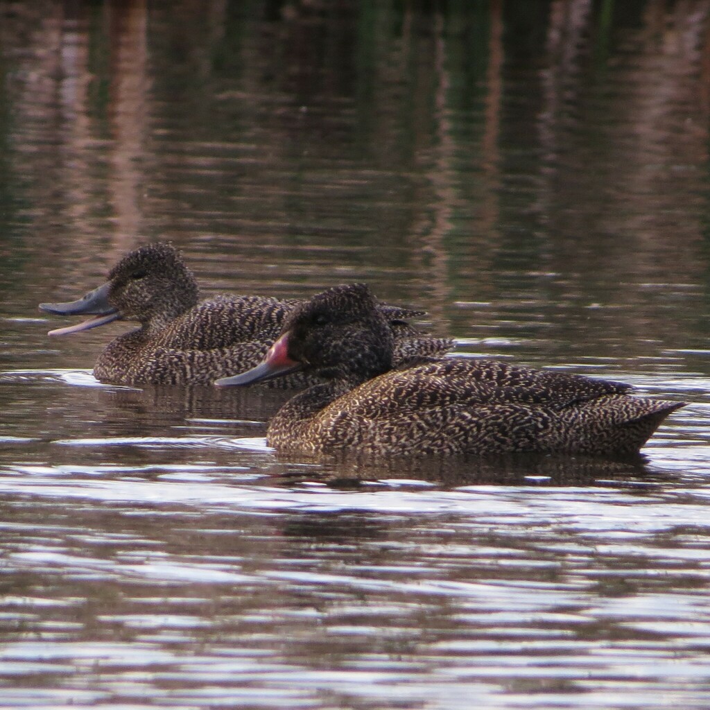Freckled Duck