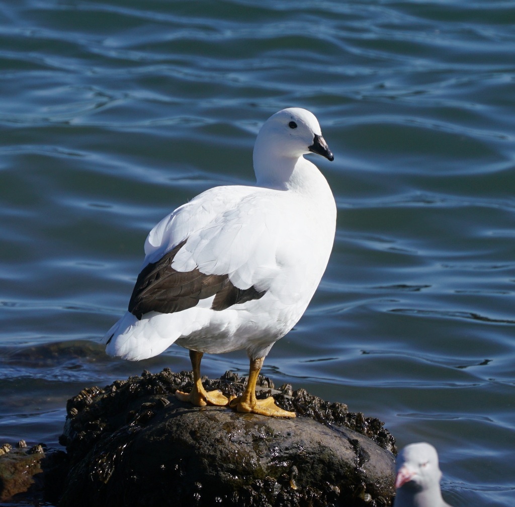 Kelp Goose
