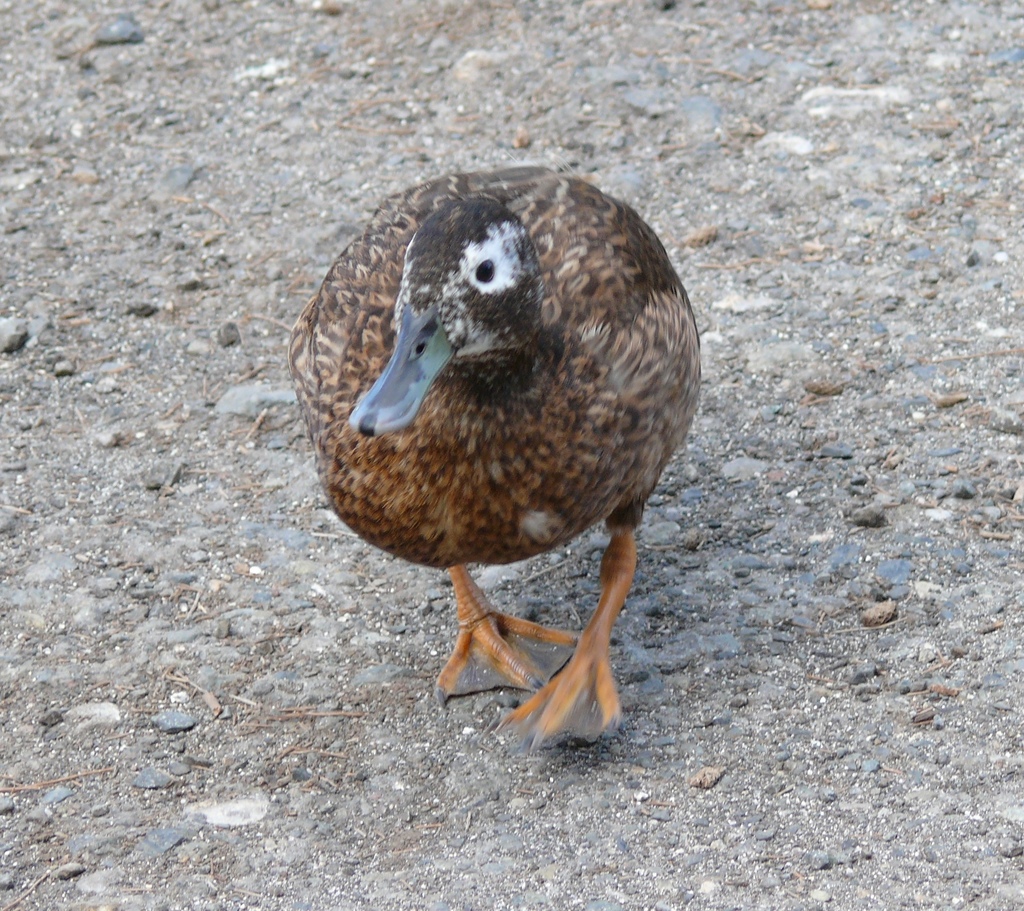 Laysan Duck