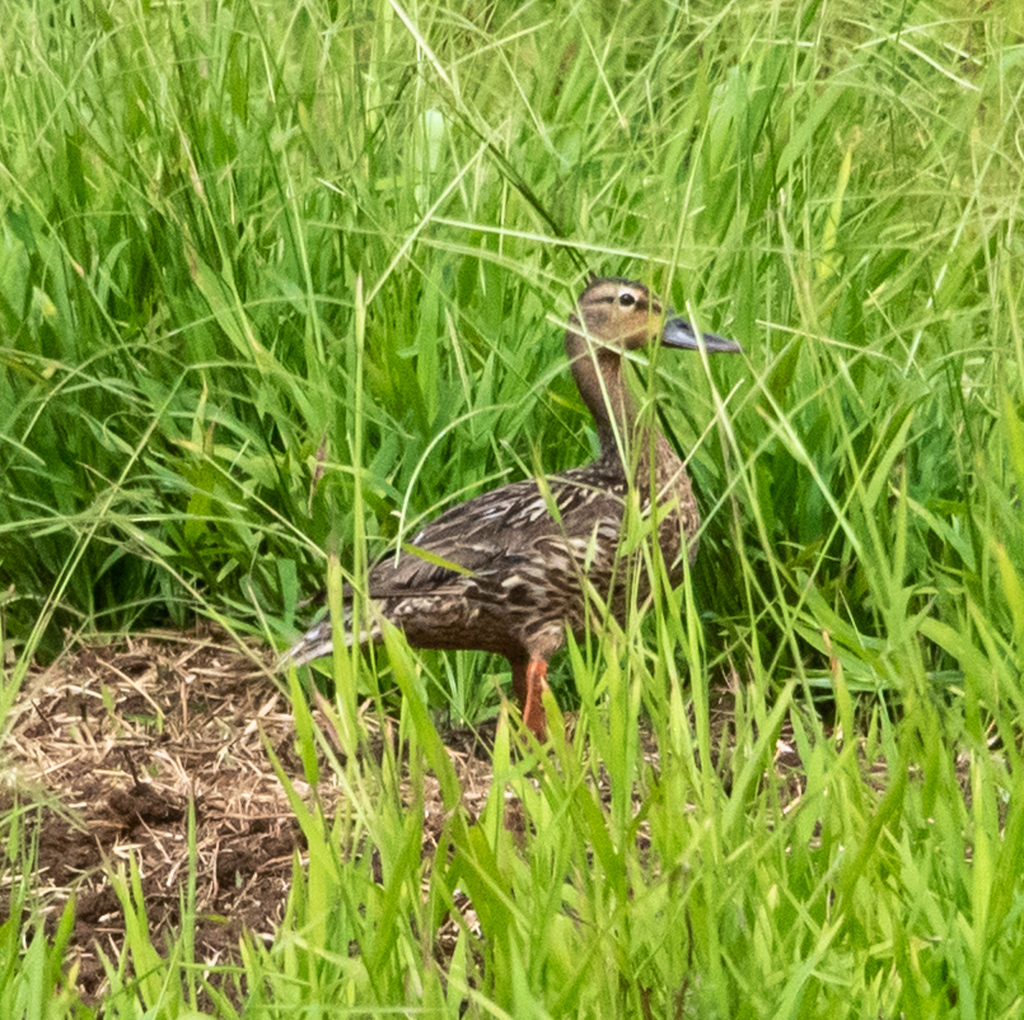 Hawaiian Duck