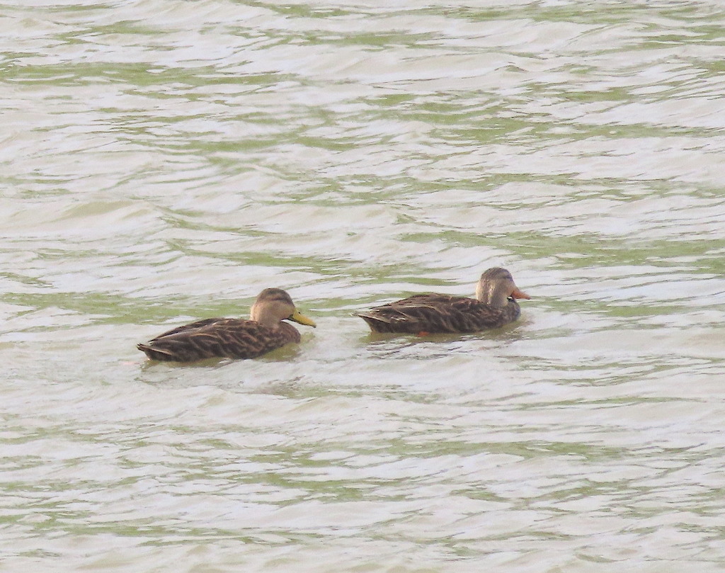 Mottled Duck