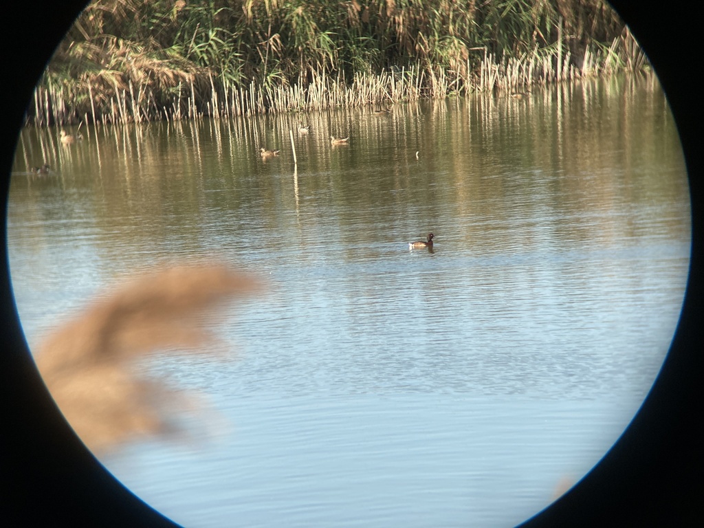 Baer’s Pochard