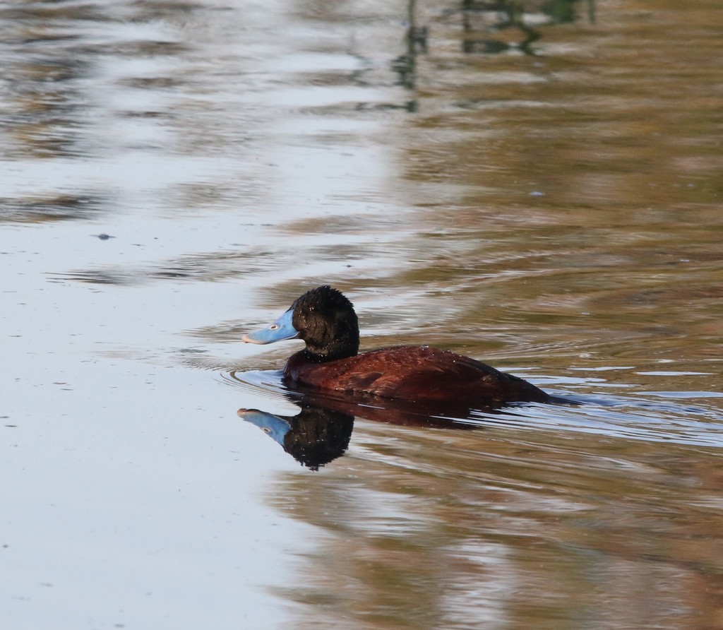 Blue-billed Duck