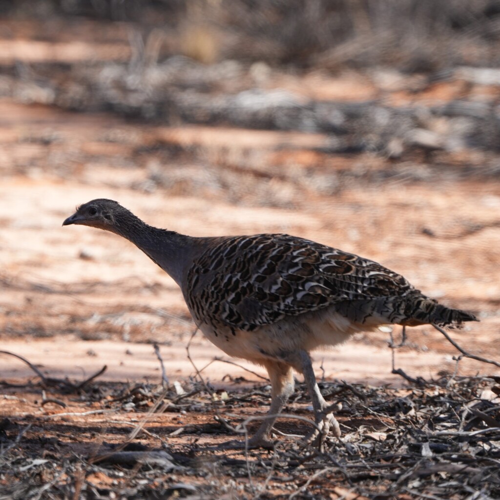 Malleefowl