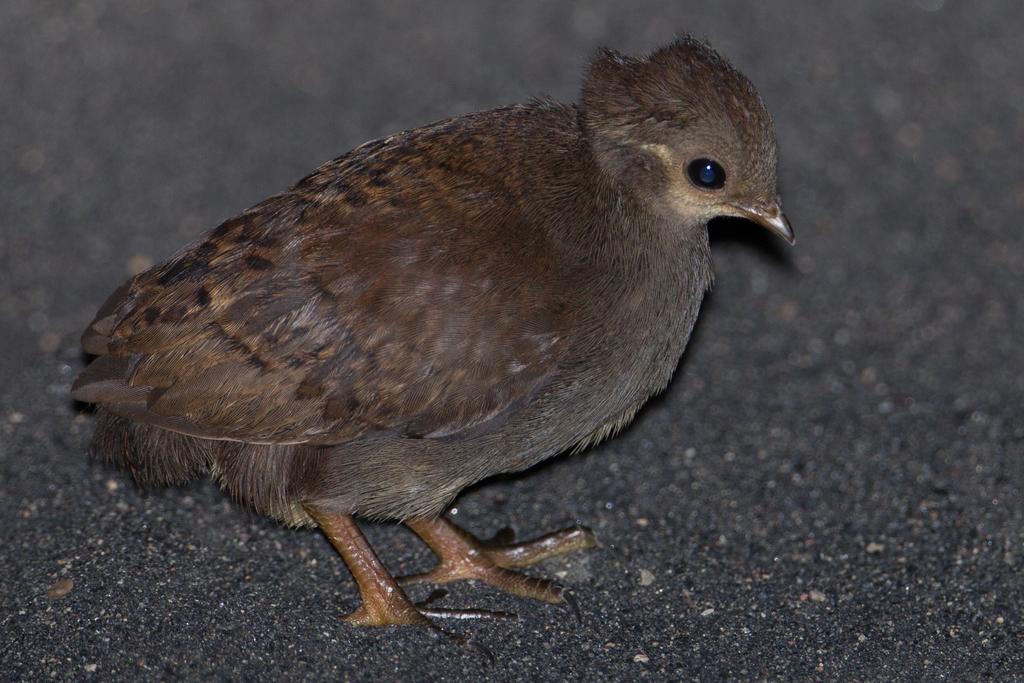 Moluccan Megapode