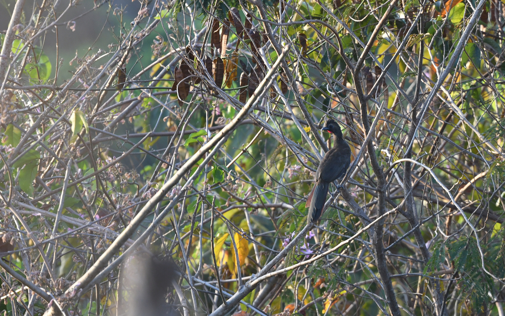 Buff-browed Chachalaca