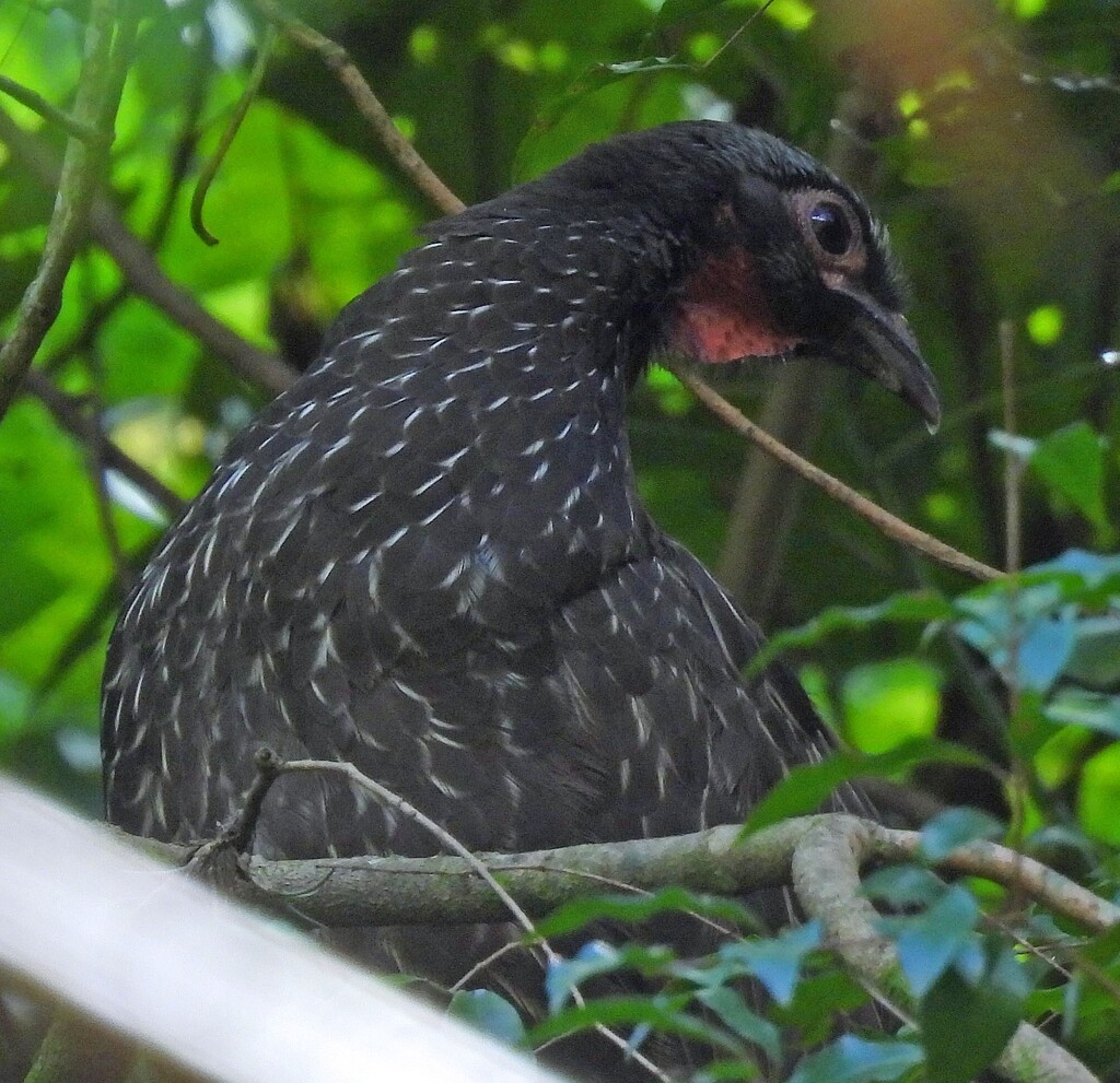 Red-faced Guan