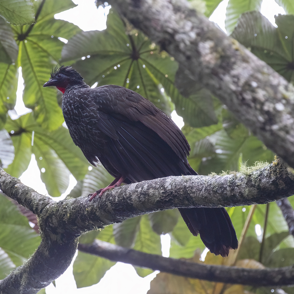 Pava del Cauca