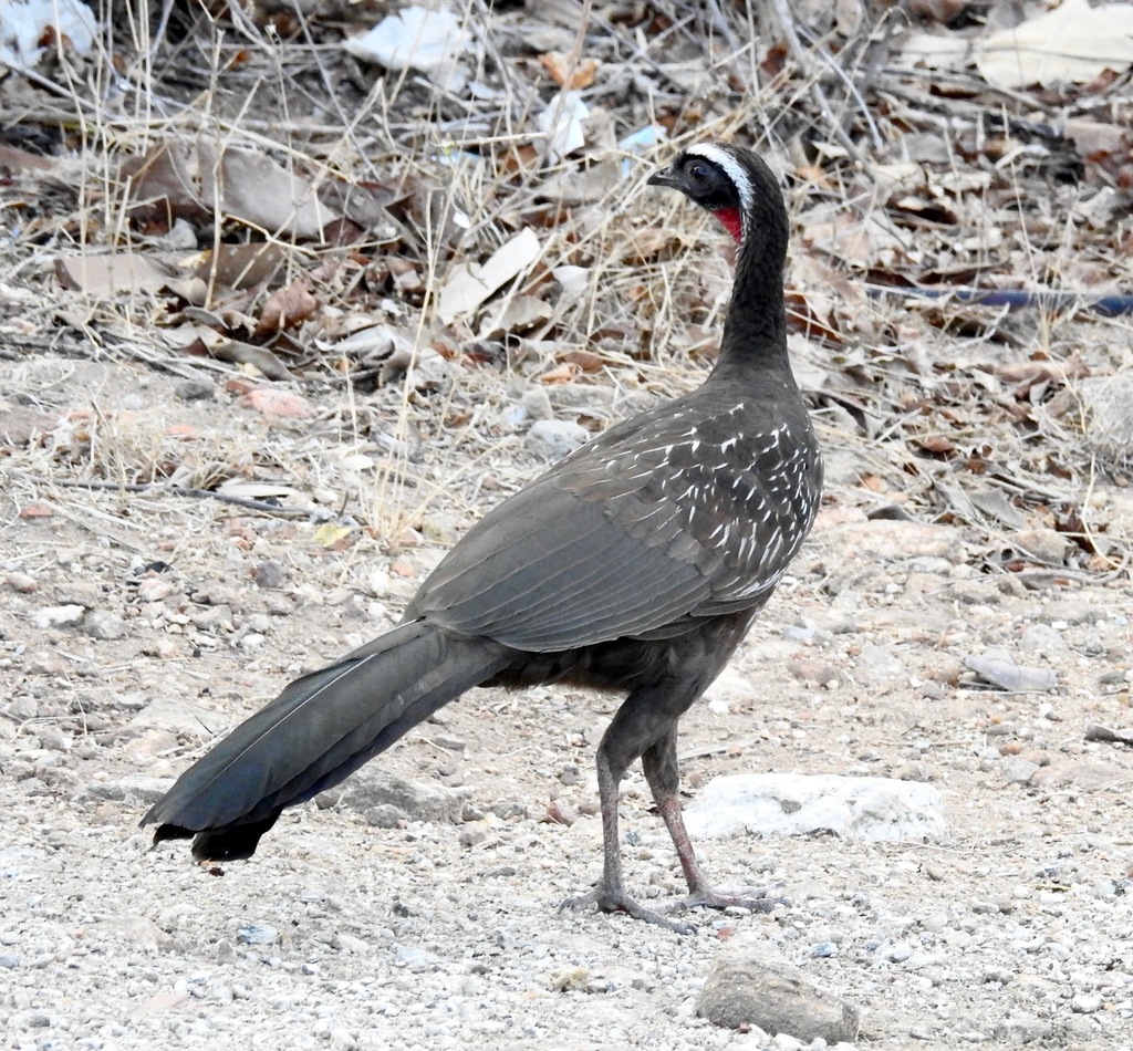 White-browed Guan