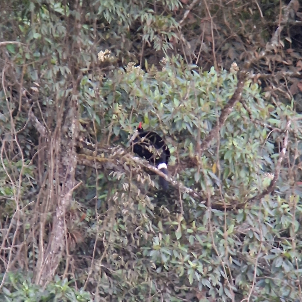 Horned Guan