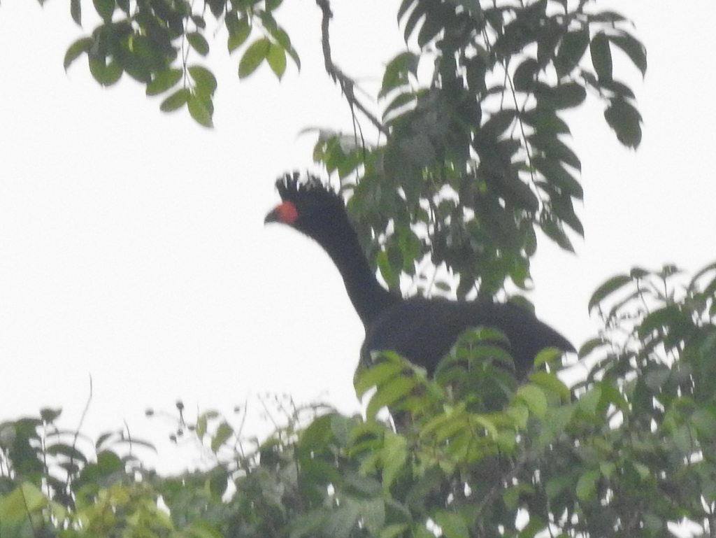 Wattled Curassow