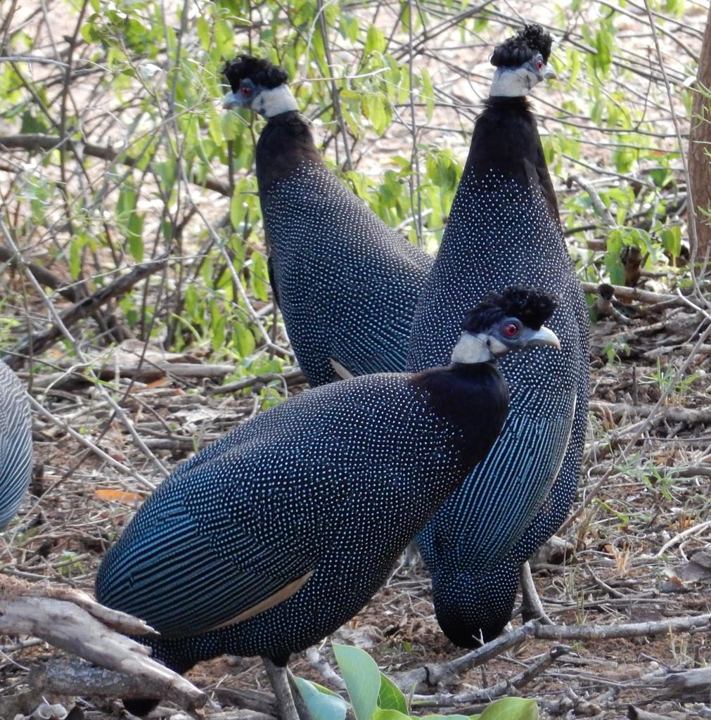 Southern Crested Guineafowl