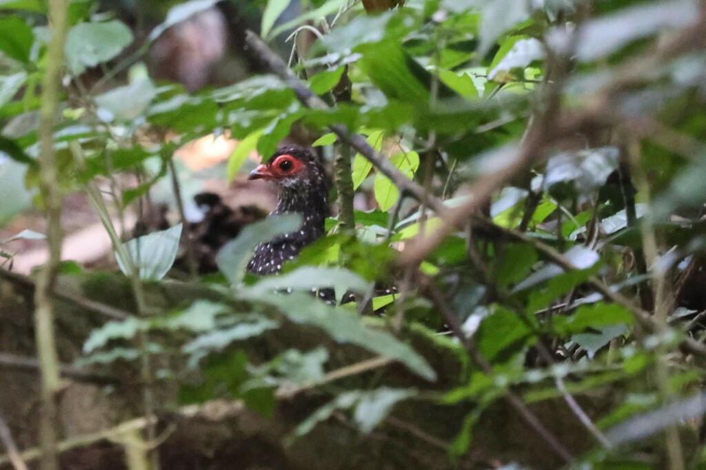 Nahan’s Partridge