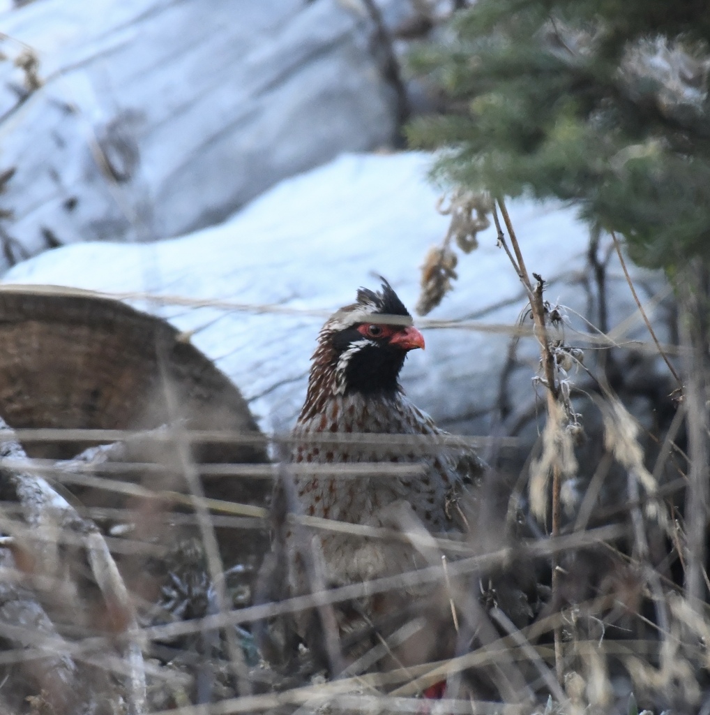 Long-tailed Wood Partridge
