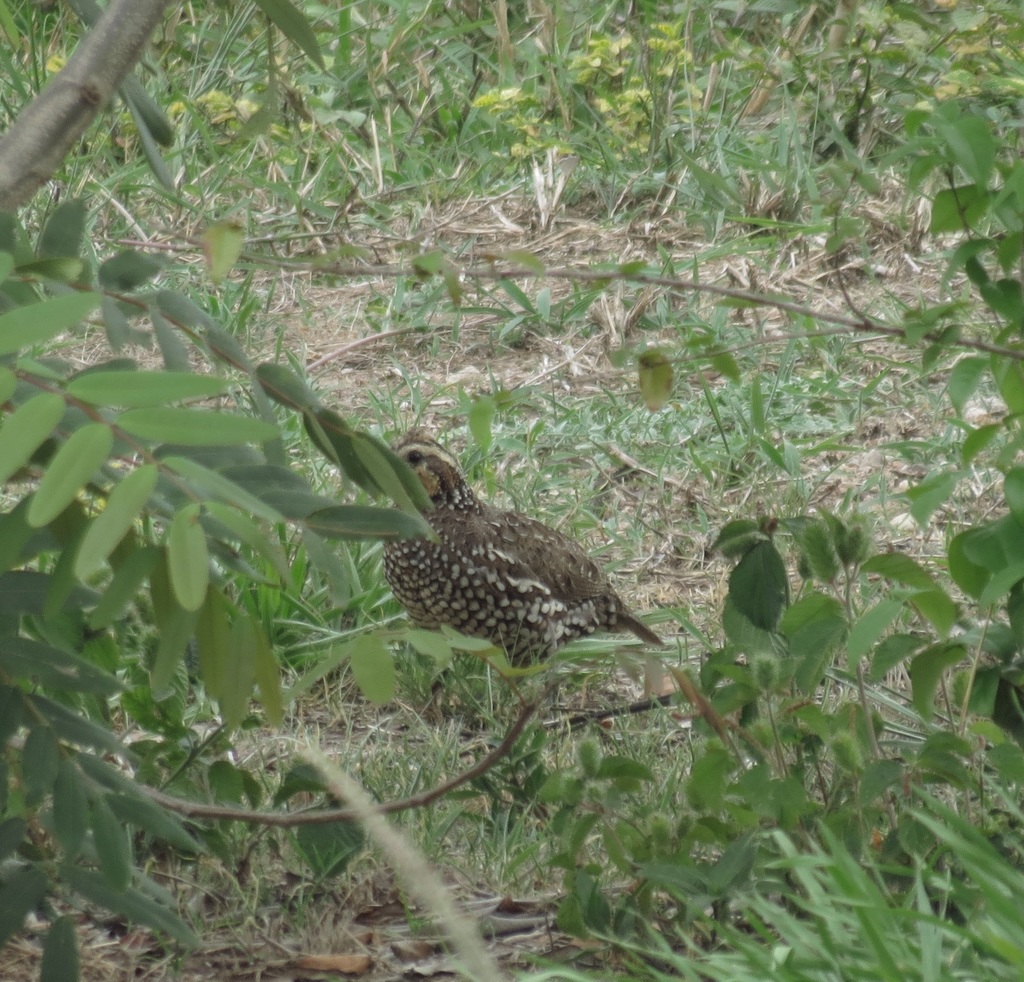 Spot-bellied Bobwhite