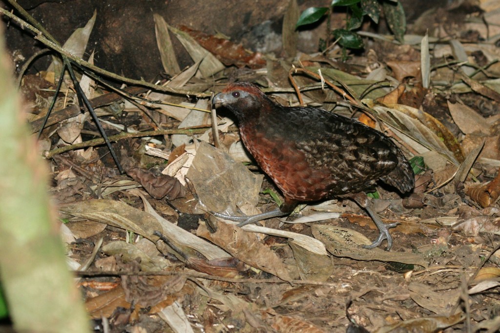 Corcovado Orejinegro