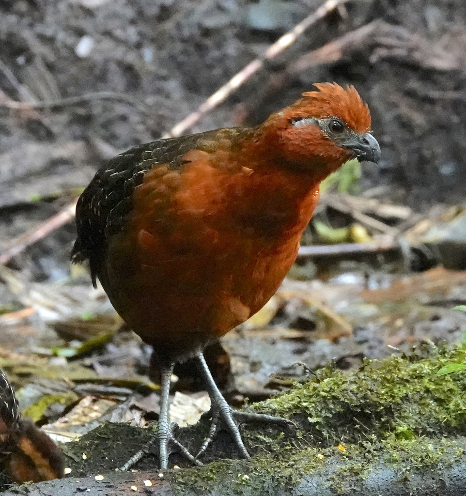 Corcovado castaño