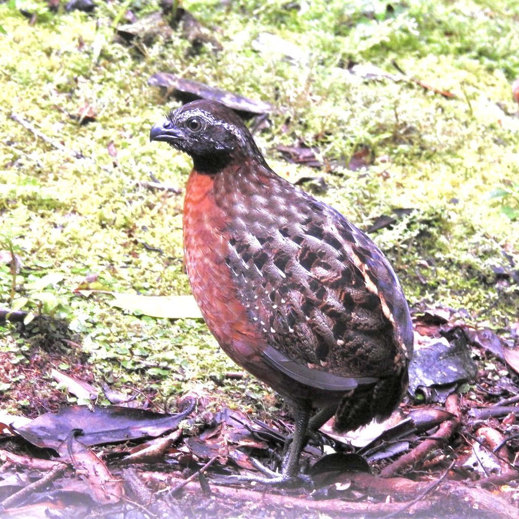 Rufous-breasted Wood Quail