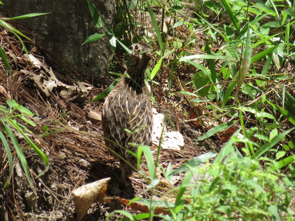 Ocellated Quail