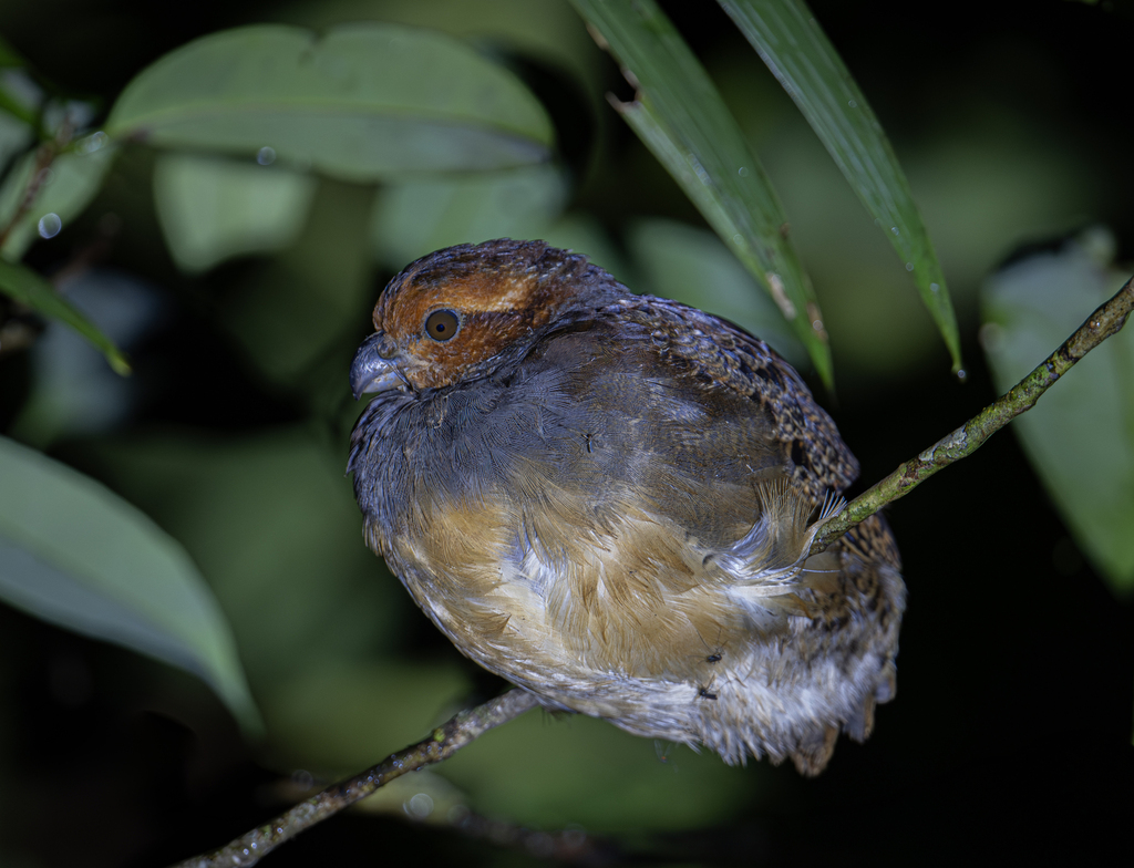 Tawny-faced Quail
