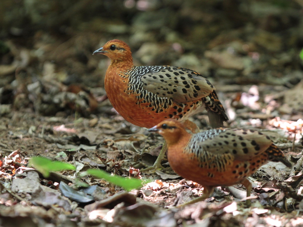 Ferruginous Partridge