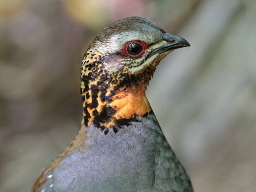 Rufous-throated Partridge