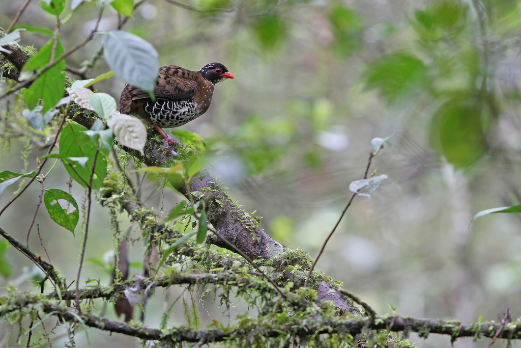 Red-billed Partridge