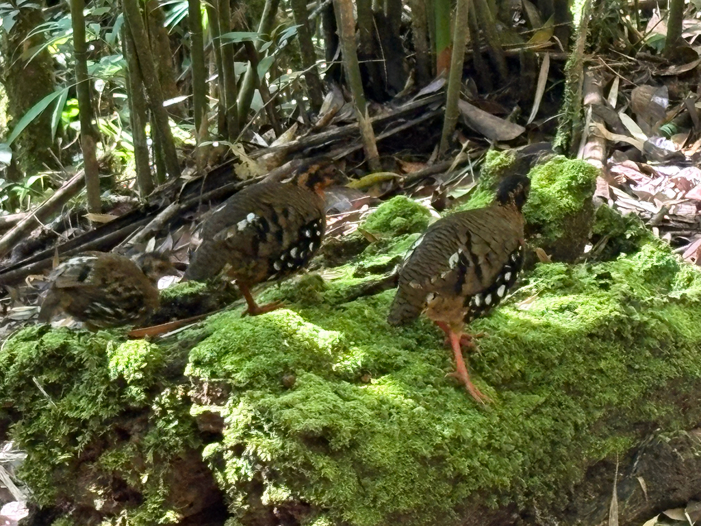 Red-breasted Partridge