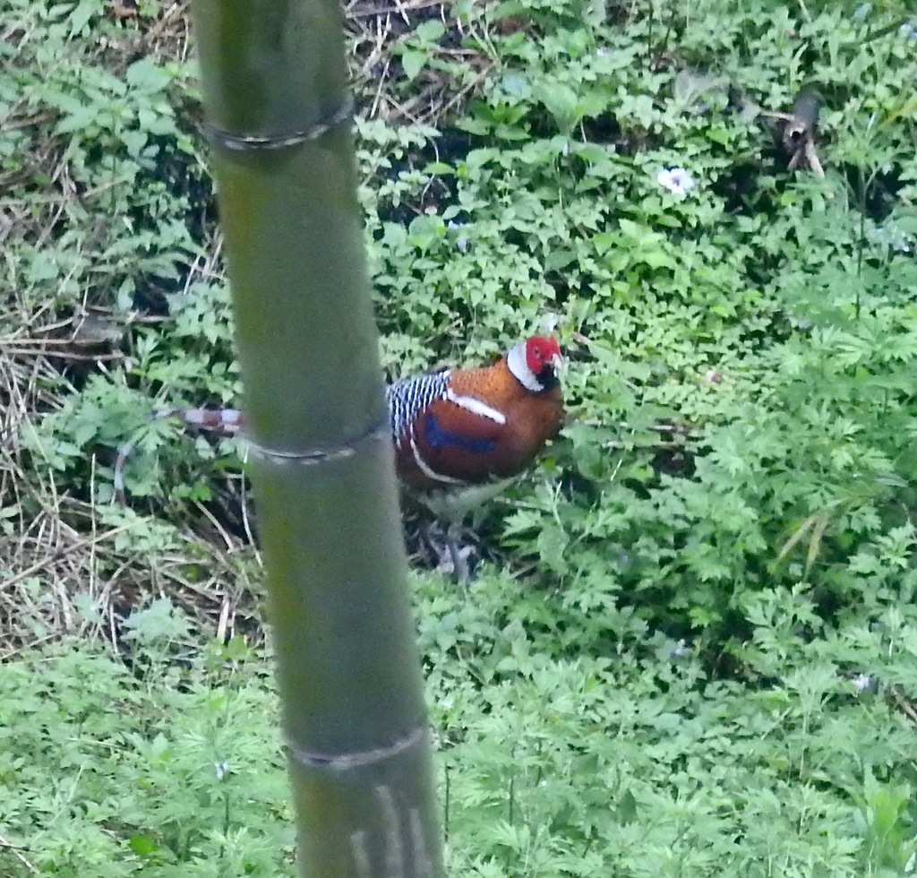 Elliot’s Pheasant