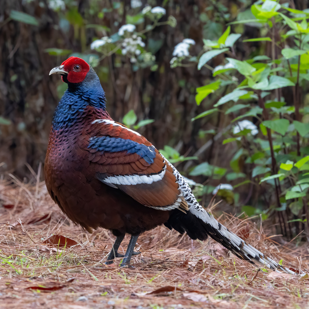 Mrs. Hume’s Pheasant