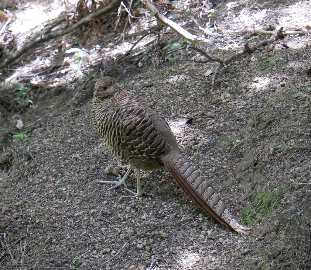 Golden Pheasant