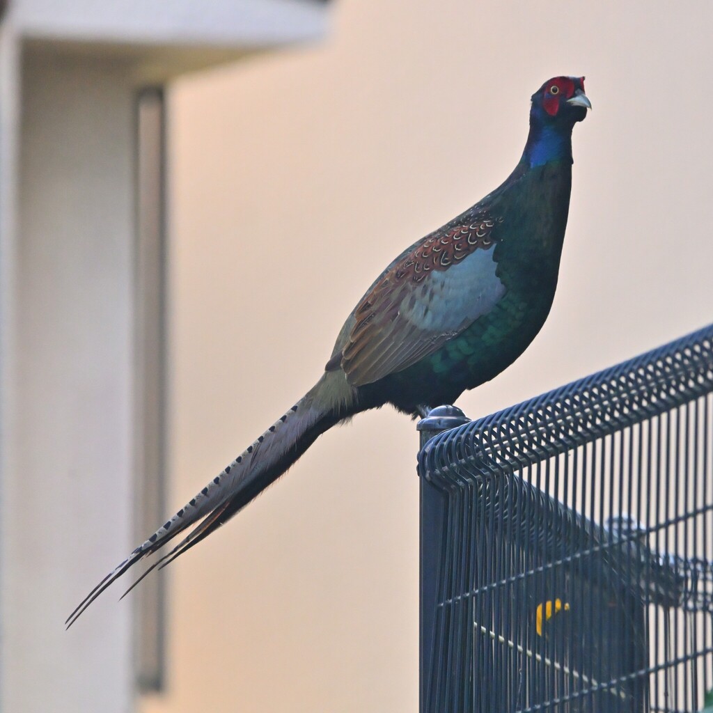 Green Pheasant