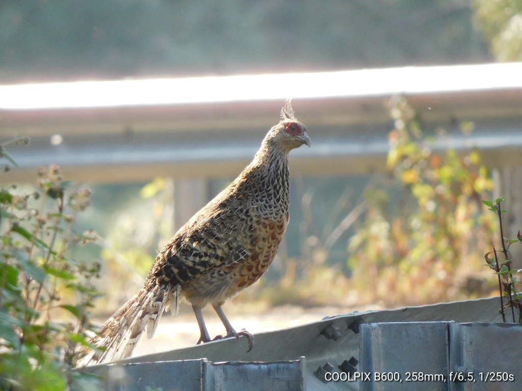 Cheer Pheasant