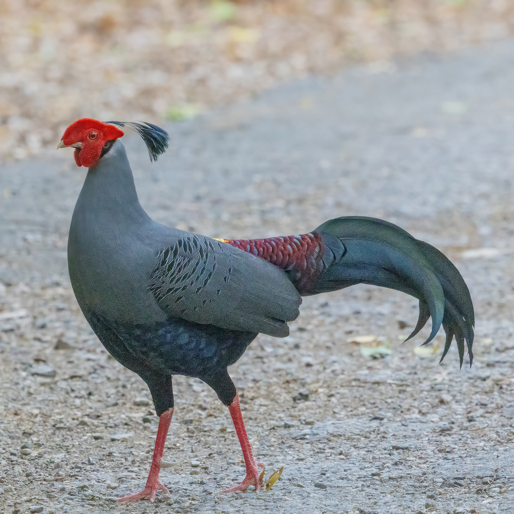 Siamese Fireback