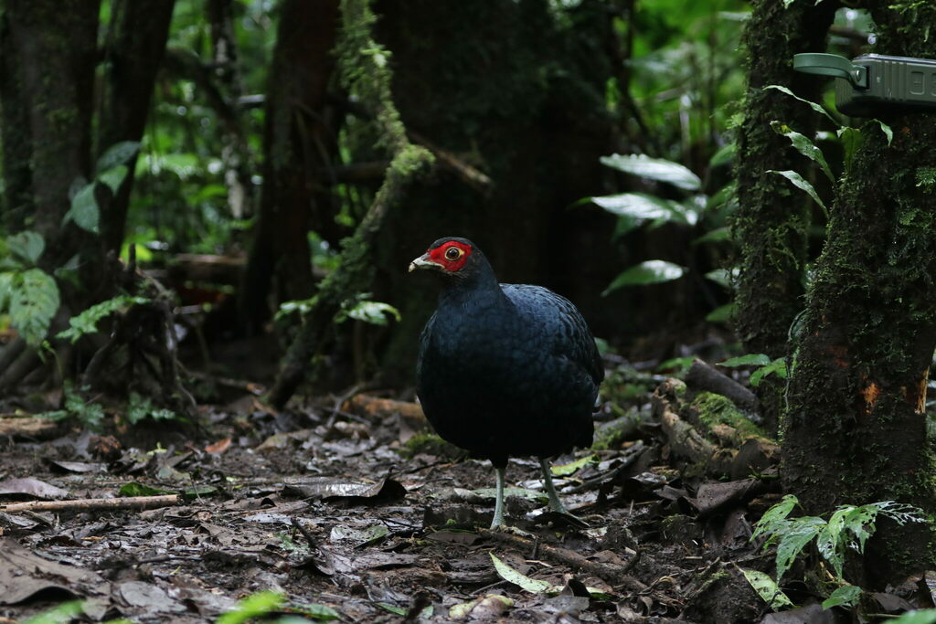 Salvadori’s Pheasant
