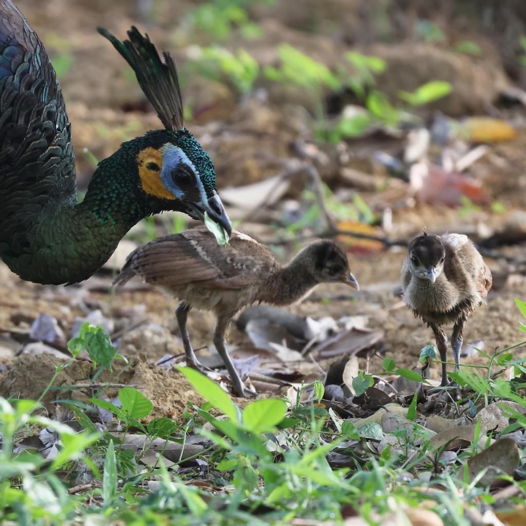 Green Peafowl