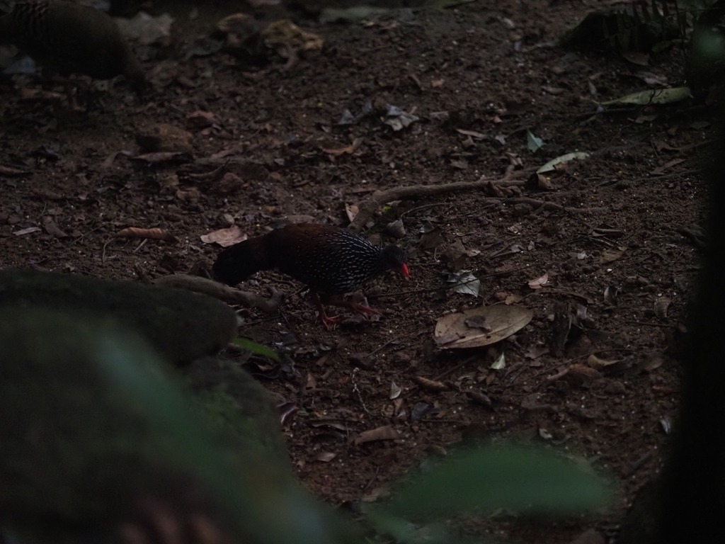 Sri Lanka Spurfowl
