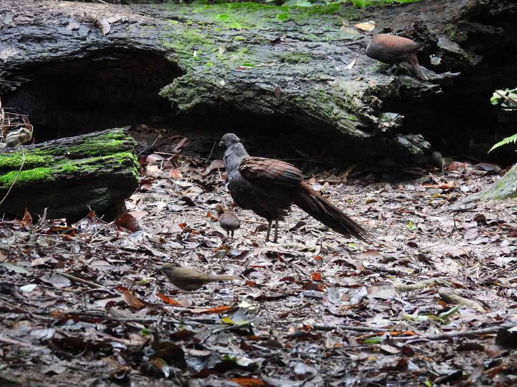 Mountain Peacock-Pheasant