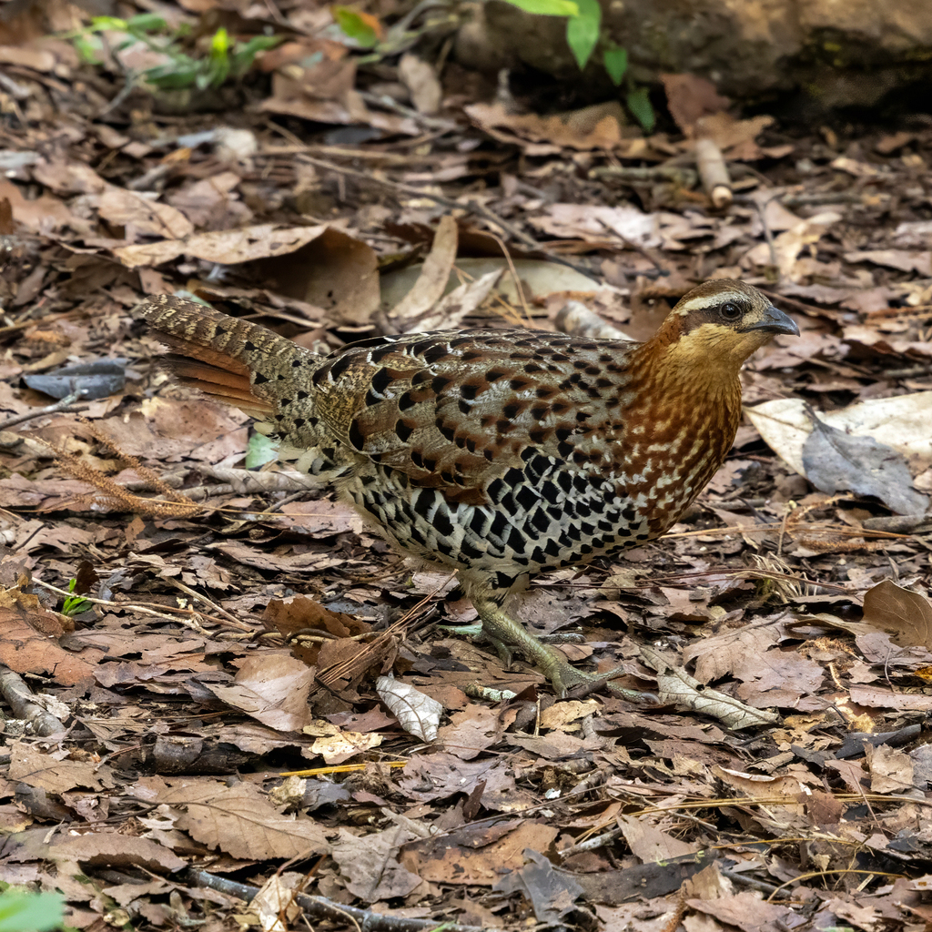 Mountain Bamboo Partridge