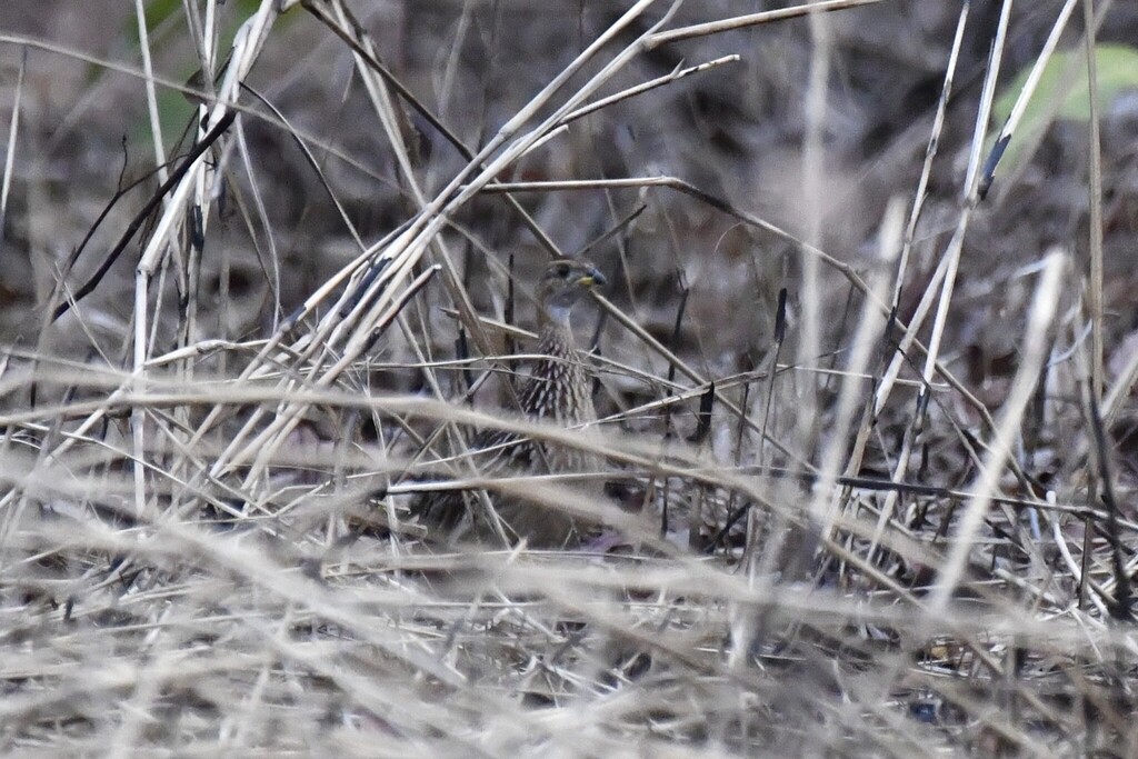 White-throated Francolin